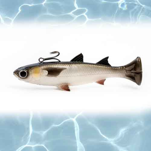 WHITE MULLET