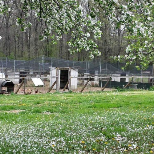 Heavy Duty Poultry Netting 12.5ft x 150ft - 2