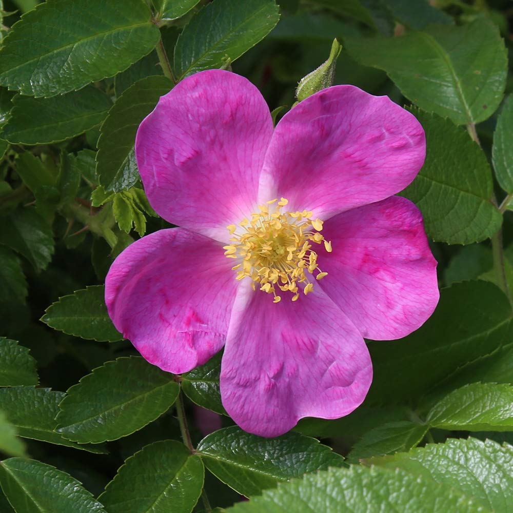 Heirloom Roses Rosalina Pink Rose Bush - Fragrant Rugosa Live Plant for Outdoor Gardens, Landscaping & Flower Beds