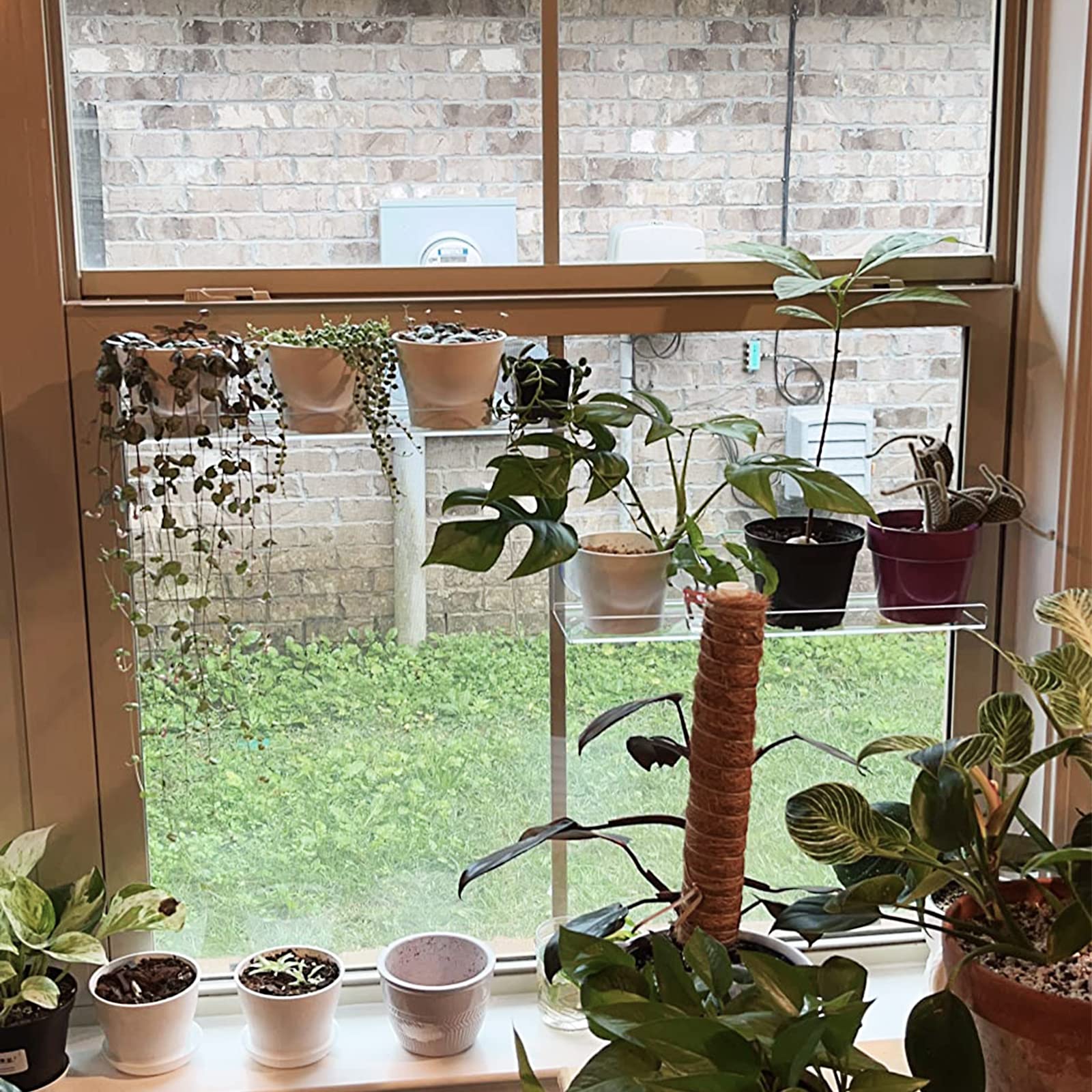 2 Pack Clear Acrylic Suction Cup Window Shelf - 16 Inch Indoor Plant Ledge for Herbs, Seed Starters & Microgreens | Space-Saving Garden Sill Extender for Kitchen Windows, Balconies & Small Apartments