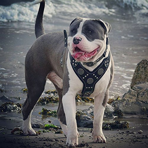Bestia Maximus Silver Heavy Duty Leather Dog Harness for Large Breeds - Perfect for Walking, Training & Outdoor Adventures