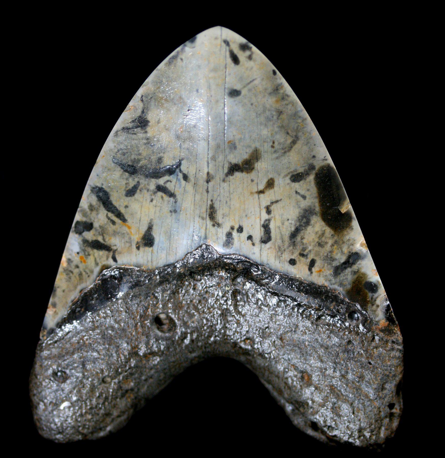 Authentic Polished Megalodon Tooth Fossil - Large Shark Tooth Specimen for Collectors, Display & Education - Perfect for Home Decor, Classroom Teaching & Paleontology Enthusiasts