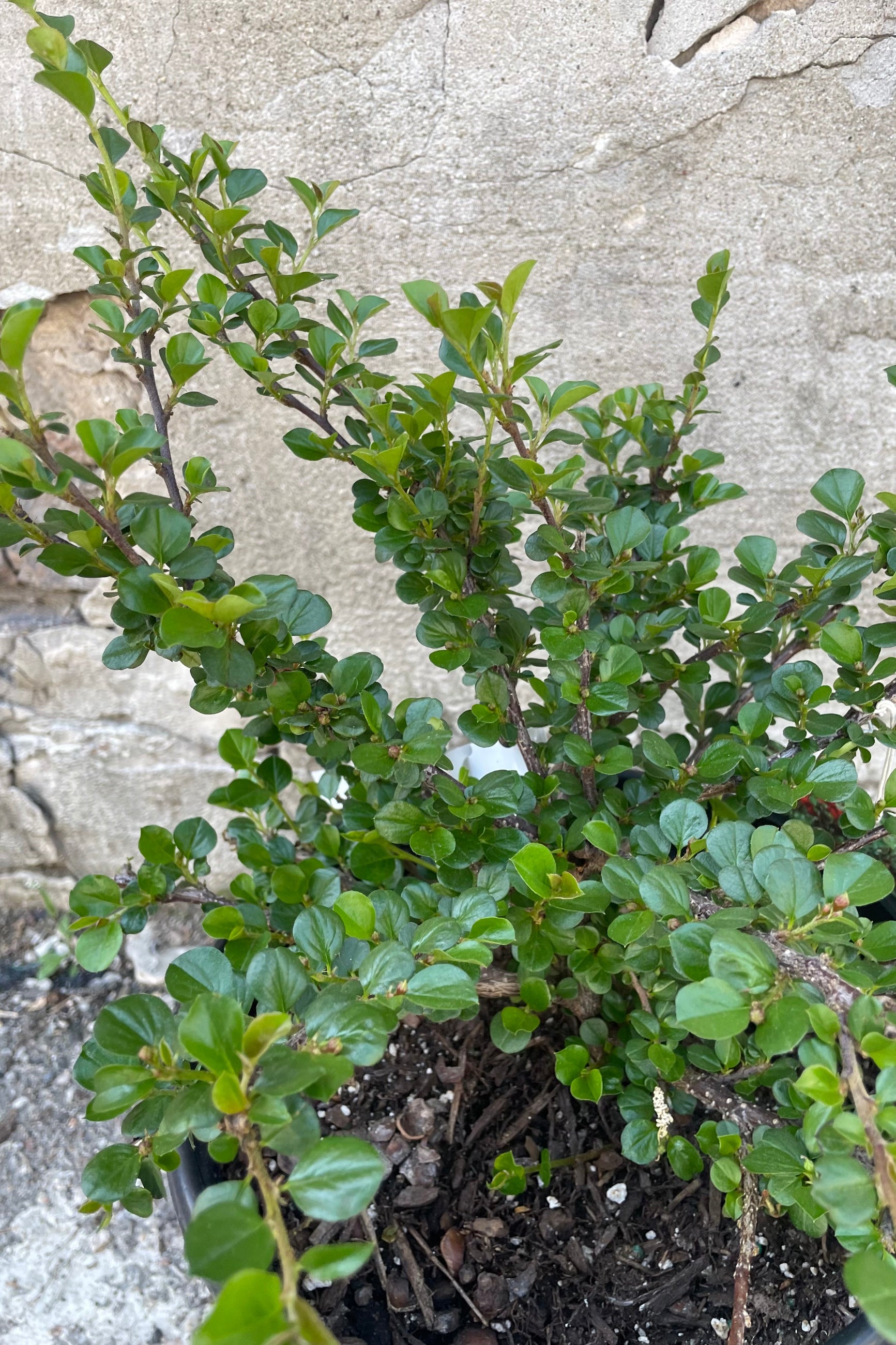 Buy Cotoneaster Apiculatus #2 - Hardy Shrub for Landscaping, Ground Cover & Erosion Control | Perfect for Gardens, Borders & Slopes