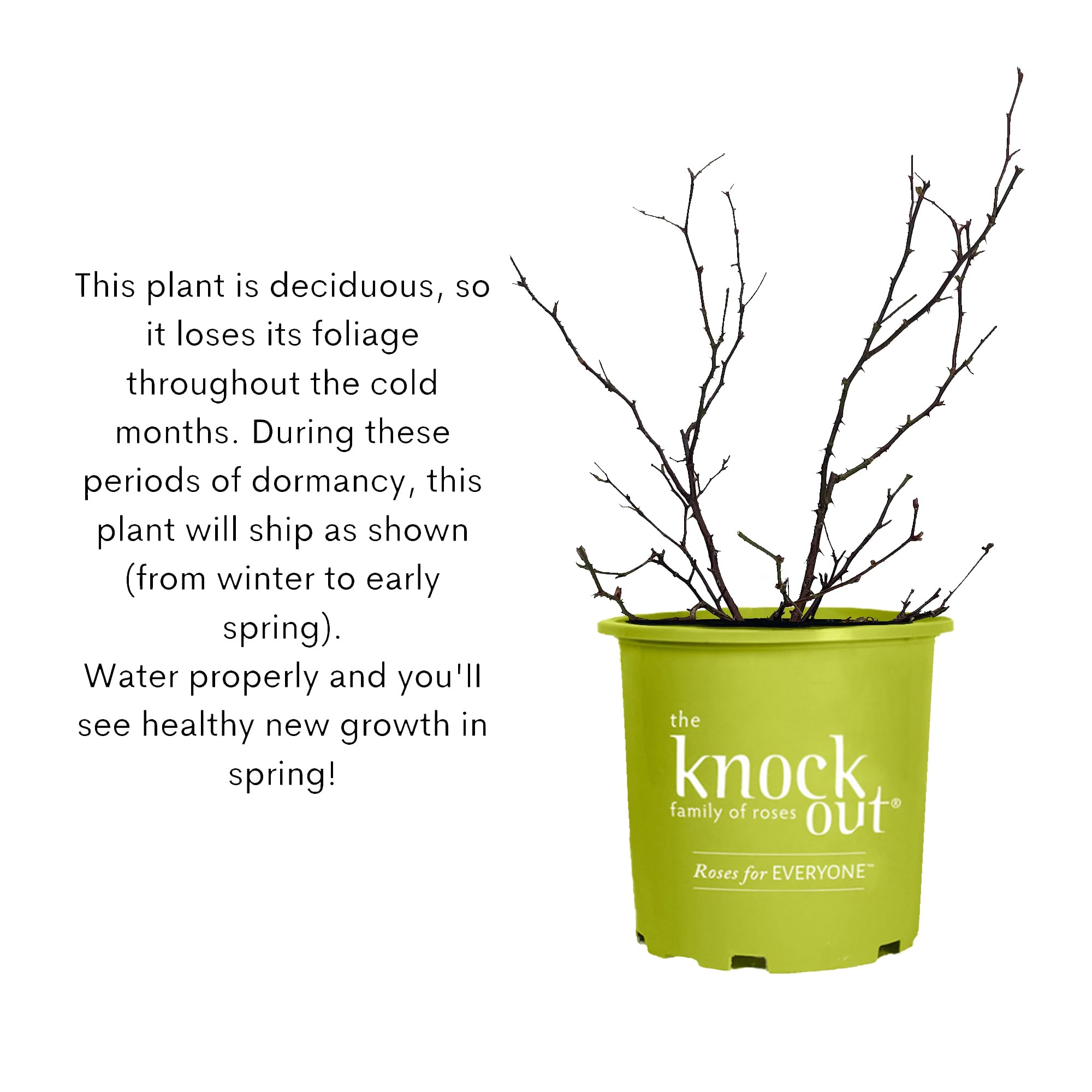Double Rose Bush - 2 Gallon Size with Vibrant Red Blooms (Double Red) - Perfect for Garden Landscaping, Patio Decor, and Outdoor Planting