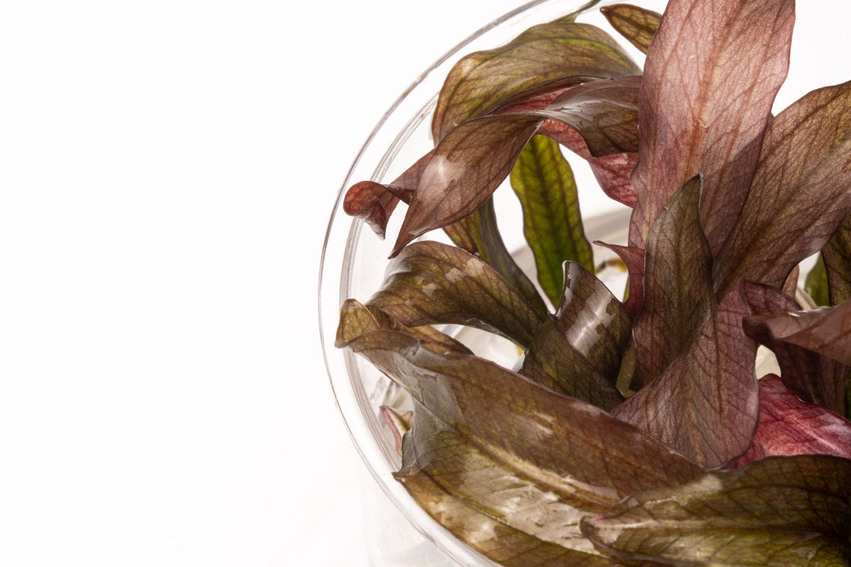 Echinodorus Red Diamond Aquatic Plant - Live Tissue Culture for Freshwater Aquariums | Perfect for Aquascaping, Fish Tanks & Aquatic Gardens