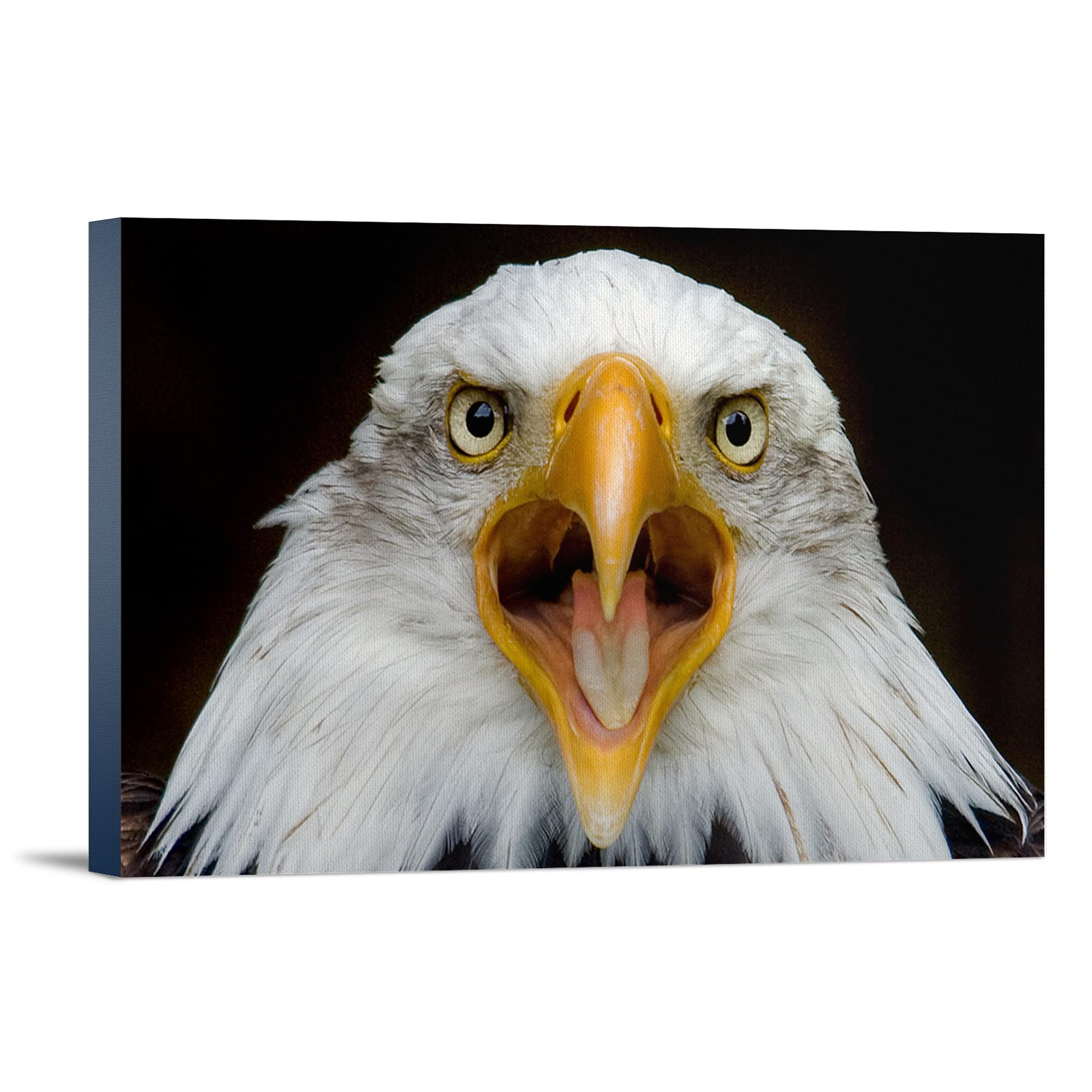 Lantern Press Bald Eagle Face - 16x24 Wrapped Canvas Wall Art, American Wildlife Decor for Living Room, Bedroom & Office