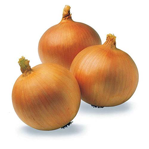 Texas Early Grano Onion Seeds - Big, Sweet & Tasty (200 Seeds) for Home Gardening, Cooking & Fresh Salads