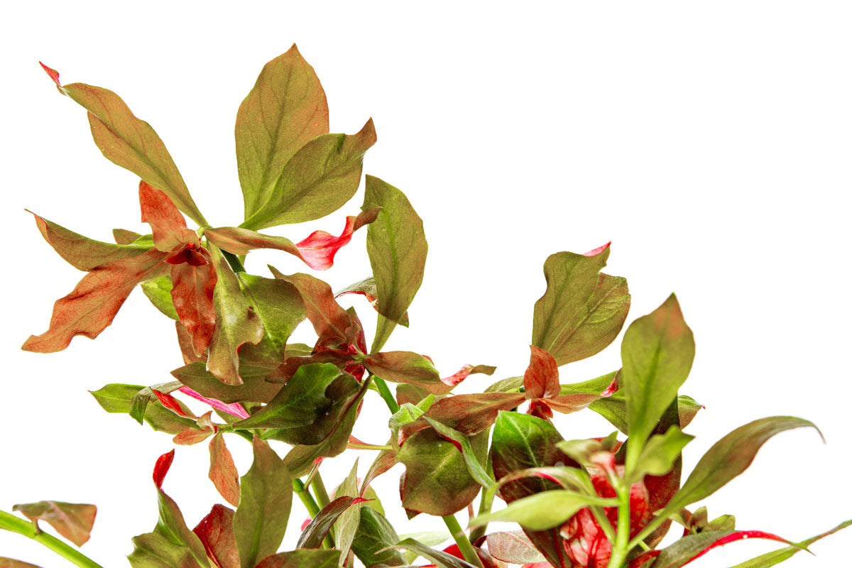 Ludwigia Glandulosa Aquatic Plant - Premium Red Stem Plant for Freshwater Aquariums | Perfect for Aquascaping, Fish Tanks & Planted Aquariums