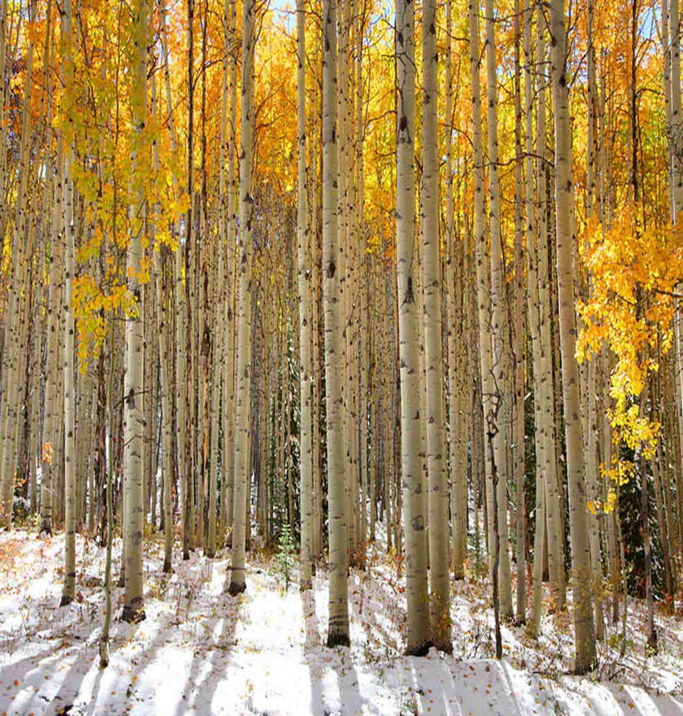 5D DIY Diamond Painting Kit - Aspen Trees in Snow Winter Scene, Full Drill Art Craft for Home Wall Decor (16x12 Inch) | Perfect Gift for Christmas, Relaxation & Stress Relief