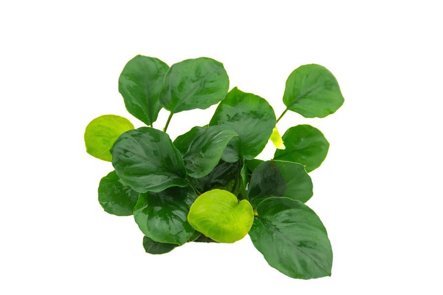 Dennerle Anubias Barteri 'Coin Leaf' Live Aquarium Plant - Easy Low Light Freshwater Aquatic Plant for Fish Tanks, Aquascaping & Nano Tanks