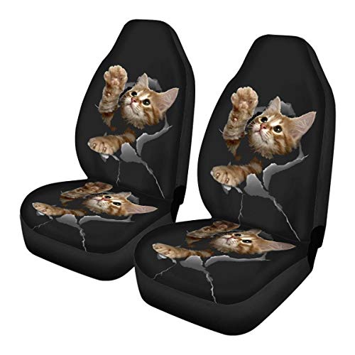 3D Cat Kitten