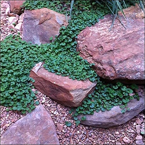 Dichondra Seeds for Planting - 200+ Carpet Vine Seeds to Grow Lush Ground Cover - Perfect for Lawns, Gardens & Landscaping