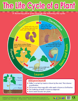 Life Cycle of a Plant Educational Chart - Science Classroom Poster for Kids, Homeschool & Teachers | Perfect for Botany Lessons & School Decor
