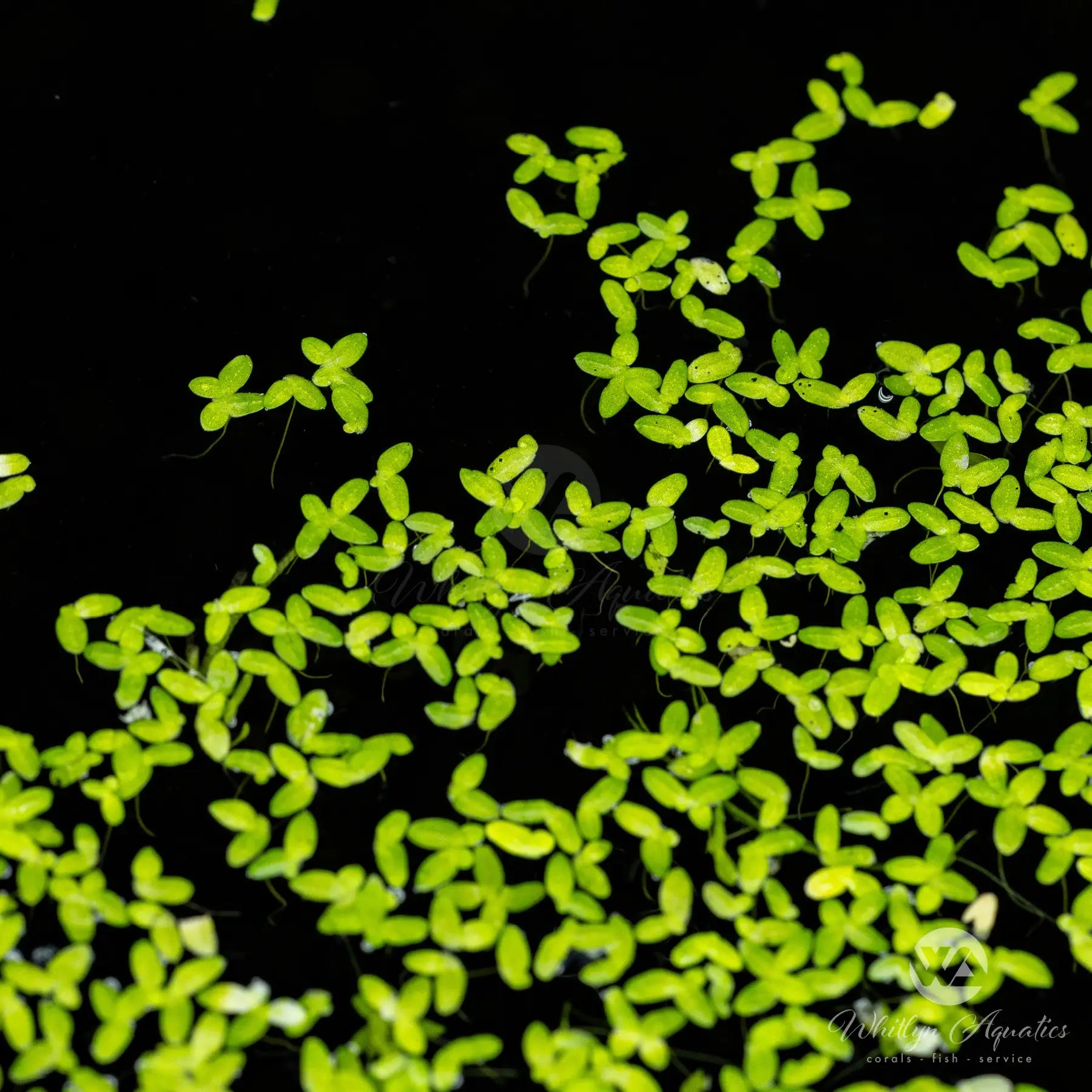 Organic Duckweed for Ponds & Aquariums - Natural Water Purifier, Fish Food & Oxygenator - Perfect for Koi, Goldfish & Aquatic Plants - Improve Water Quality & Reduce Algae Growth