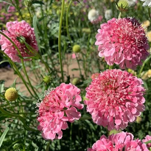 Outsidepride 200 Seeds Perennial Rose Scabiosa Pincushion Flower Seeds for Planting - Beautiful Garden Flowers for Borders, Bouquets & Butterfly Gardens