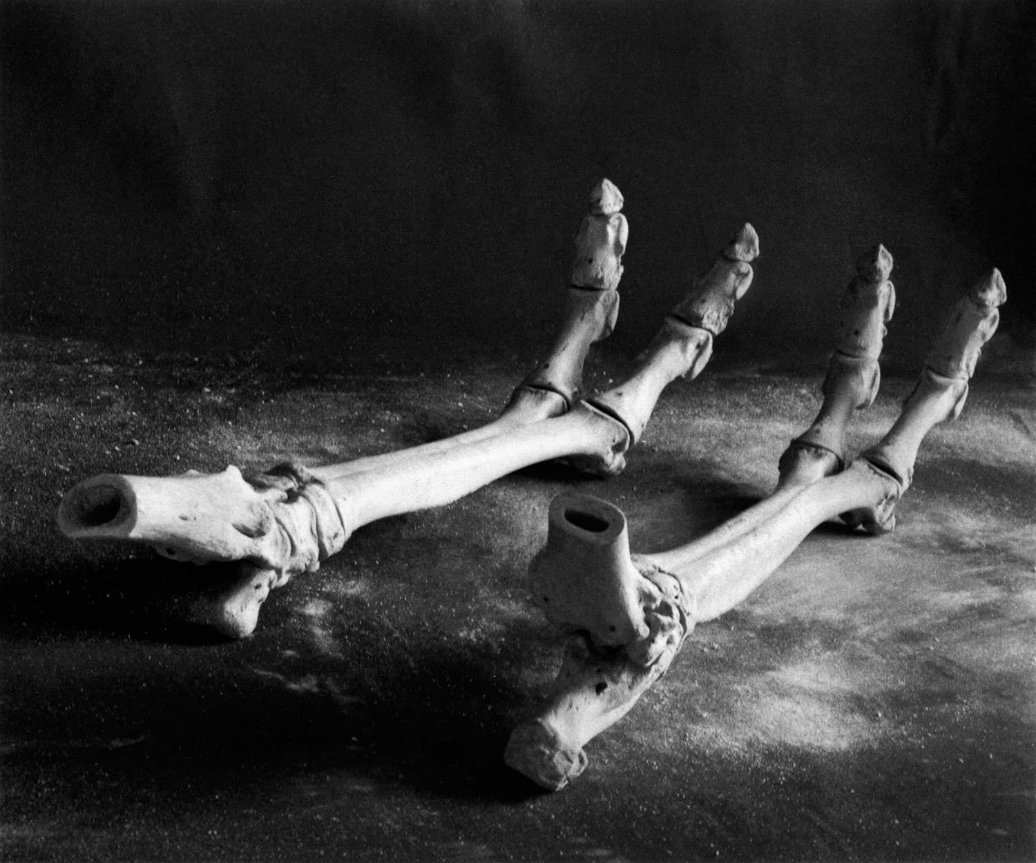 Diana Michener: Bones - Fine Art Photography Book for Collectors | Black & White Portraiture | Perfect for Art Lovers, Photography Enthusiasts & Home Decor