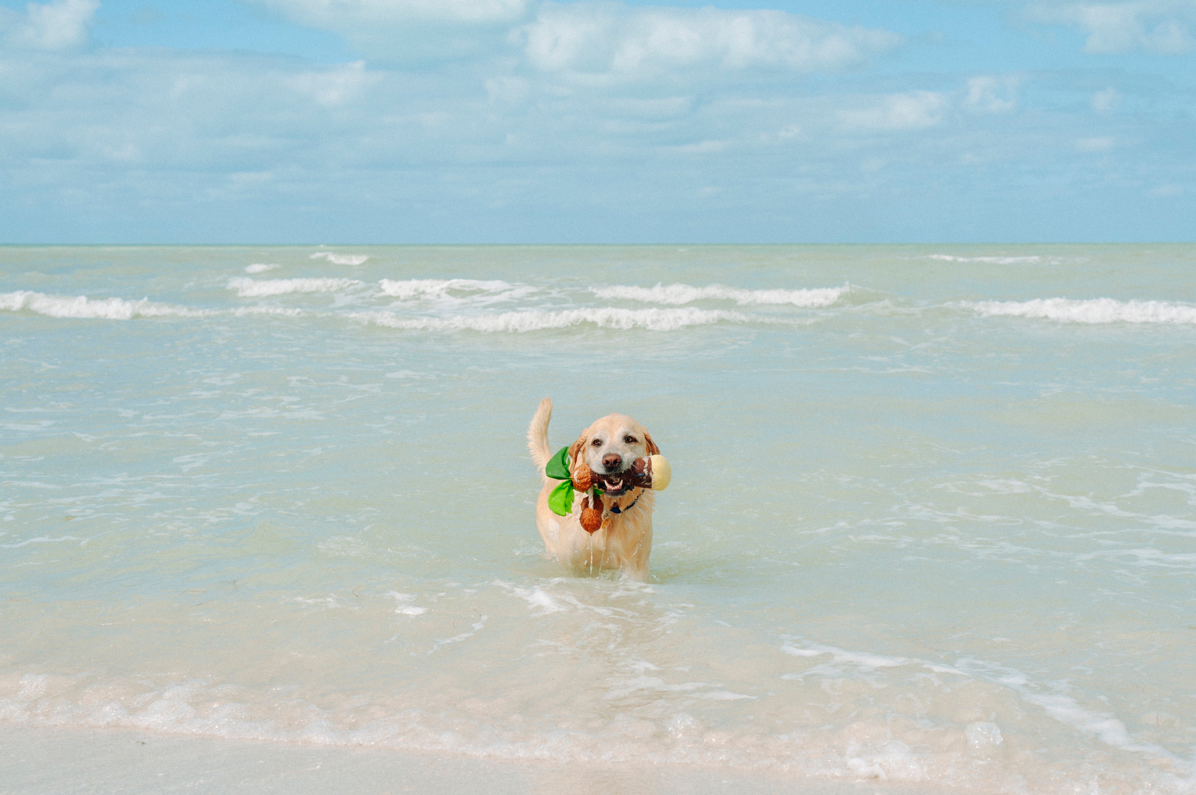 Tropical Paradise™ Dog Plush Toy - La Palma Soft Chew Toy for Dogs | Durable & Safe Pet Play | Perfect for Indoor & Outdoor Playtime