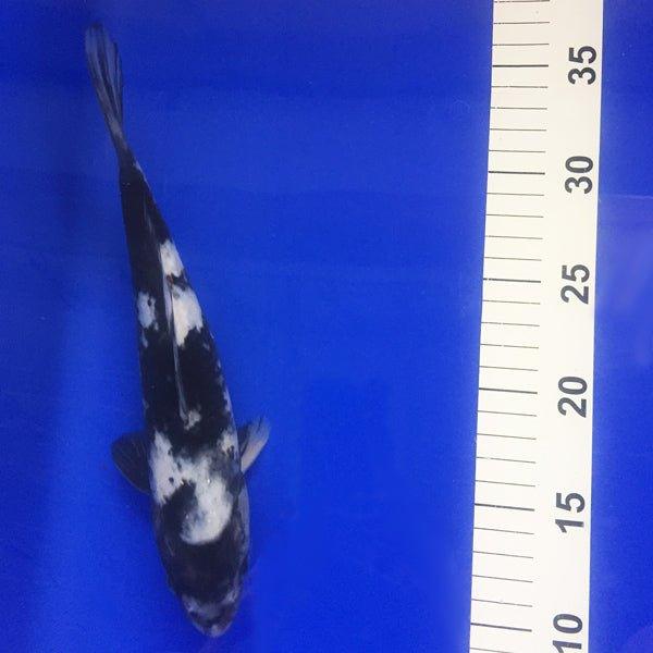Premium Shiro Utsuri Koi Fish 7-8 Inches - Japanese Garden Pond, Aquarium & Water Feature Decoration