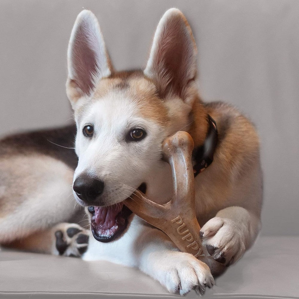 Puppy Pack Wishbone Bacon Chews - Natural Dog Chew Toys for Puppies & Small Dogs | Long-Lasting Dental Treats for Teething, Anxiety Relief & Playtime Fun