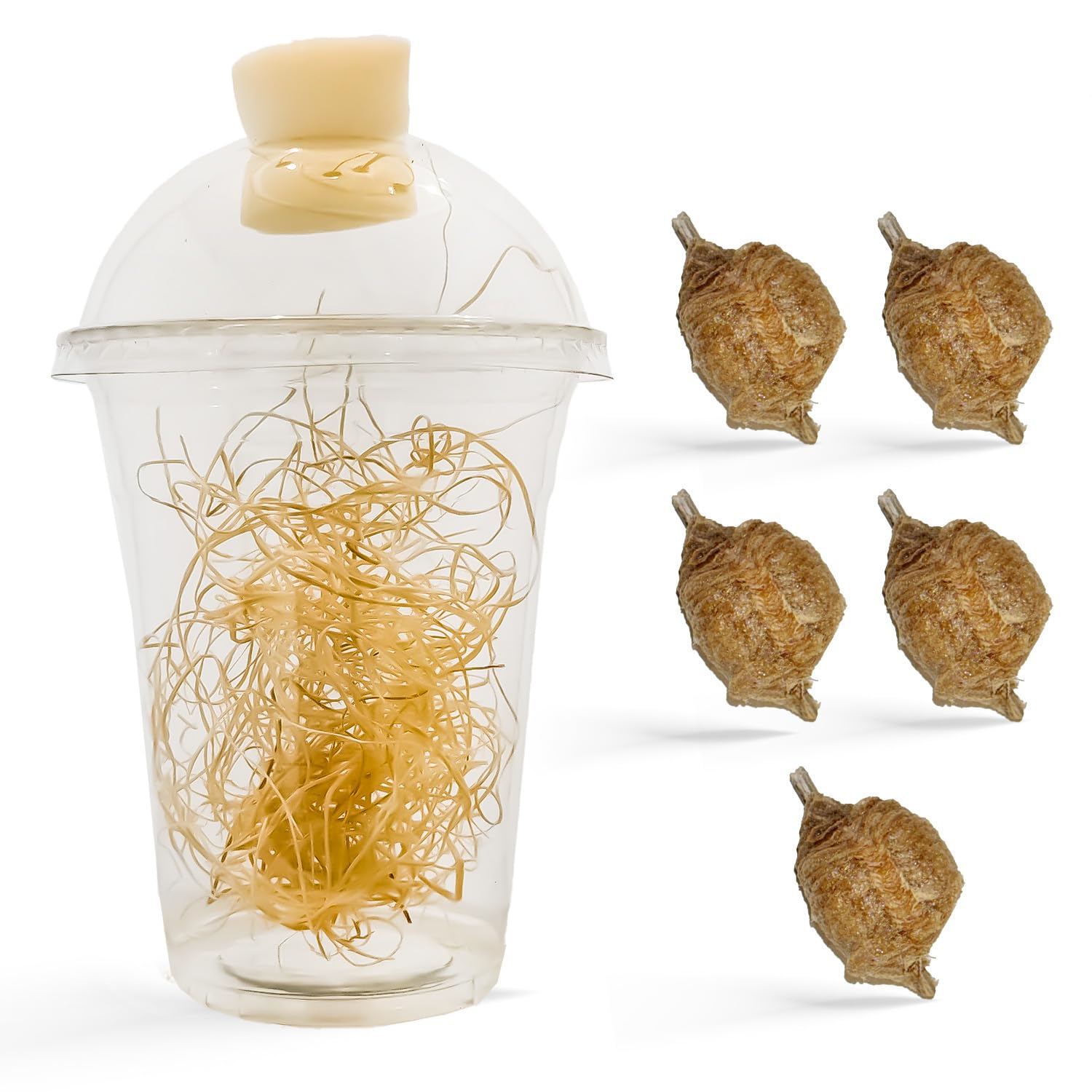 Chinese Praying Mantis Ootheca Egg Case - 5 Pack with Transparent Hatching Habitat Cup | STEM Education & Gardening | Up to 400 Baby Nymphs per Egg | Perfect for Classroom Projects & Organic Pest Control