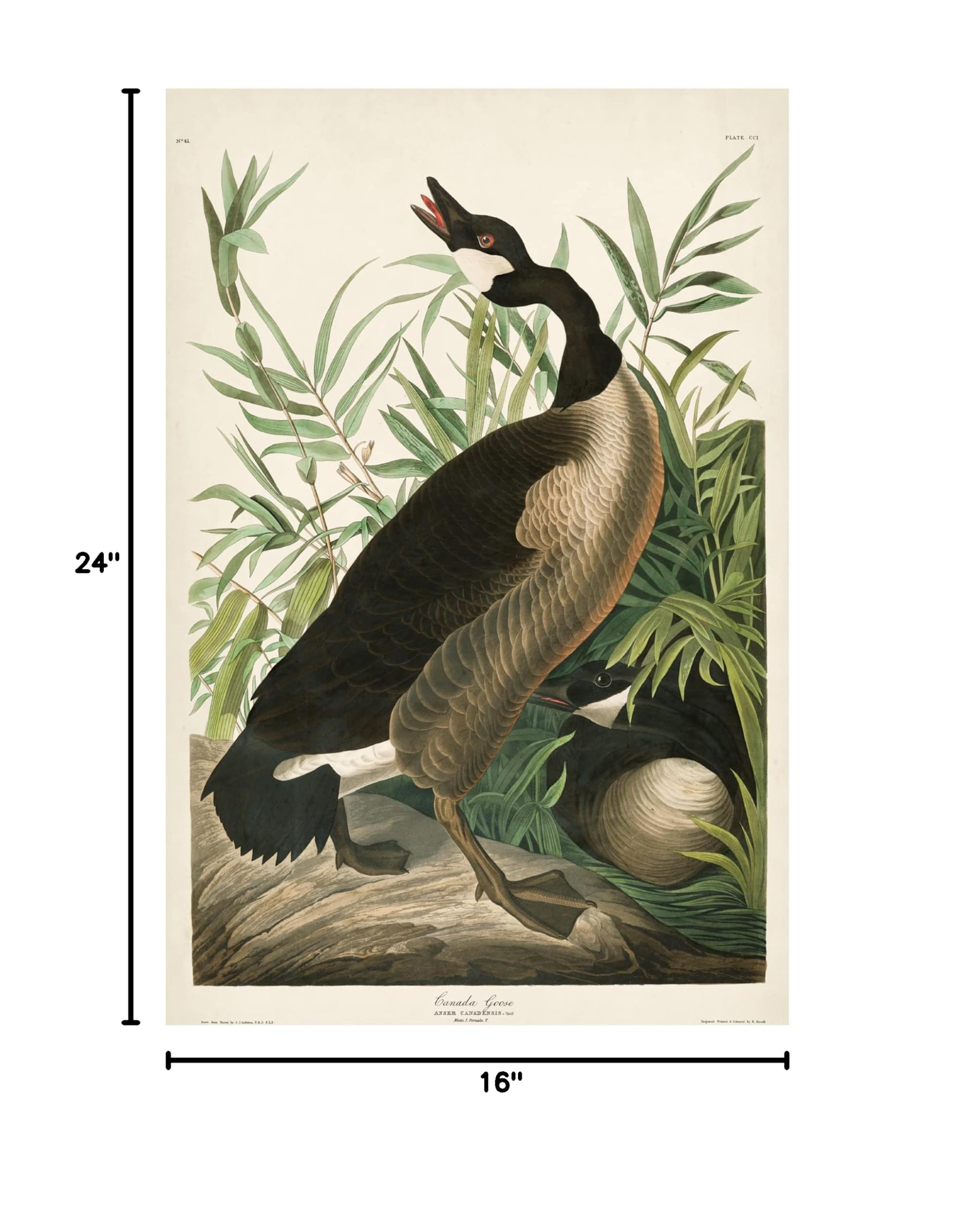 John James Audubon Canada Goose Fine Art Canvas Print 16x24 - Premium Wildlife Wall Decor for Living Room, Office & Cabin