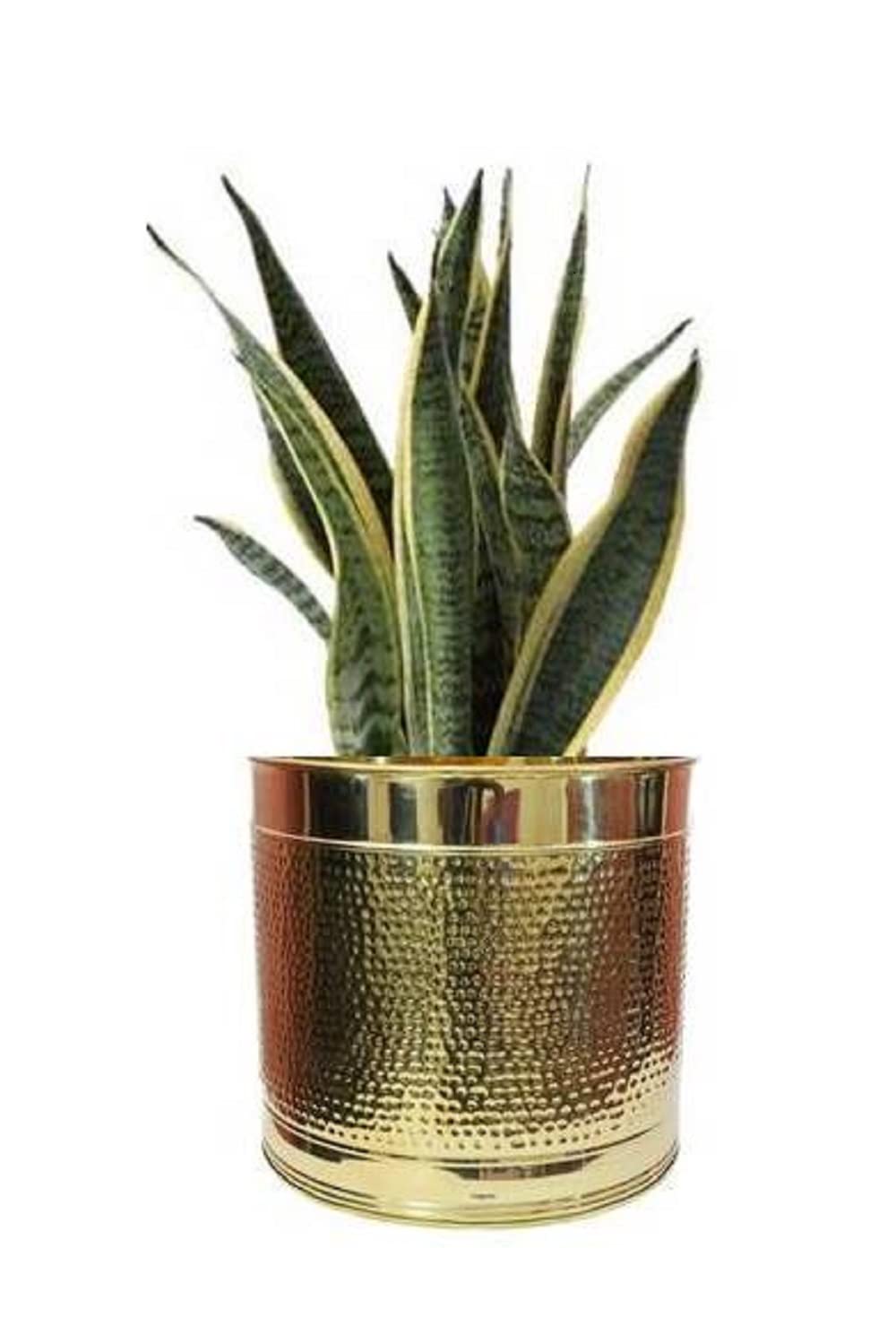 Hammered Brass Planter - 10 Inch Diameter Flower Pot with Lacquer Finish for Indoor Plants, Succulents & Home Decor | Perfect for Living Room, Office Desk & Garden Decorations