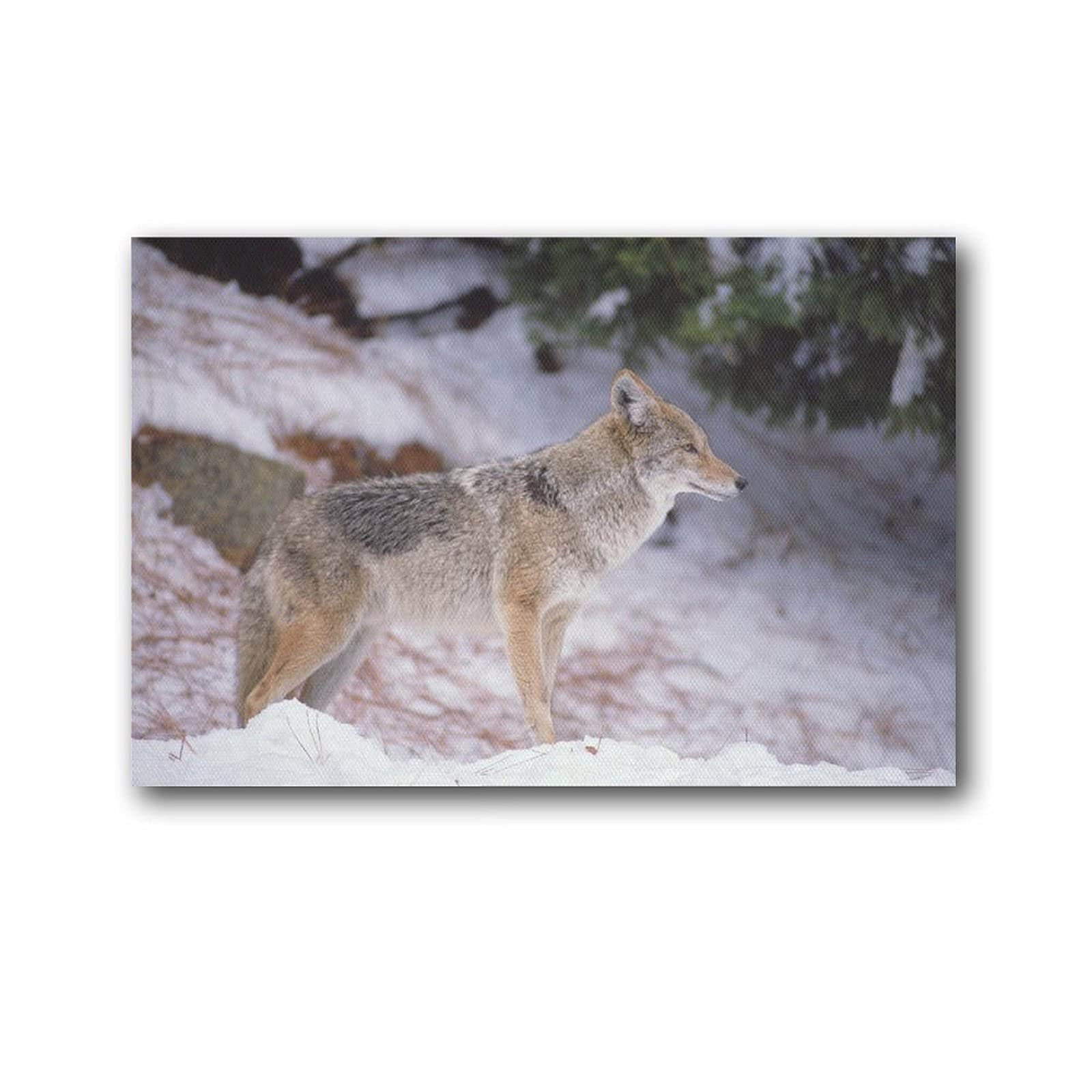 Grey Wolf Wildlife Portrait Nature Photo - Premium Canvas Wall Art Print for Home, Bedroom, Office & Dorm Decor - Set of 2 Framed Posters - Perfect for Living Room, Stairway & Cubicle Aesthetic