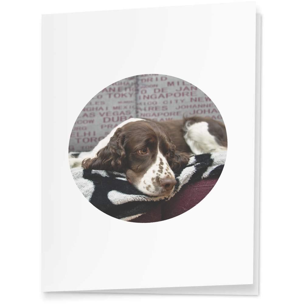 Azeeda 4-Pack Springer Spaniel Dog Gift Tags & Labels (GI00005268) - Perfect for Pet Lover Presents, Birthday Party Favors & Holiday Gift Wrapping