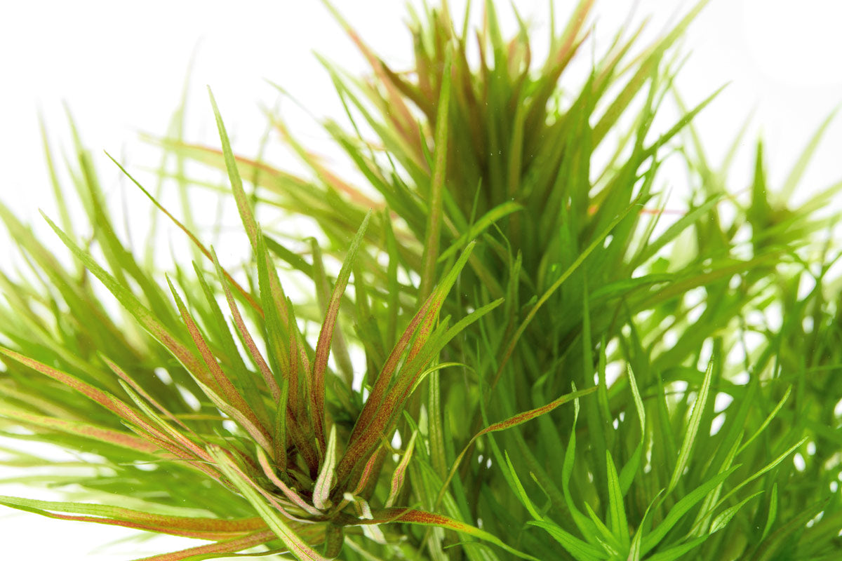 Blyxa Japonica Aquatic Plant for Aquariums - Freshwater Live Plant for Fish Tanks, Ponds & Aquascaping (Perfect for Shrimp Tanks & Natural Aquarium Decor)