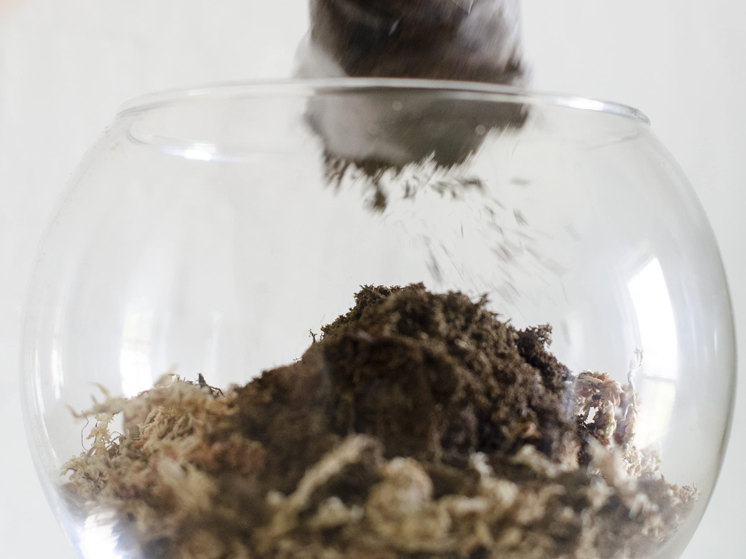 DIY Succulent Terrarium Kit with White Sand & Moss - Glass Bowl Planter for Home Decor, Office Desk, or Gift Idea