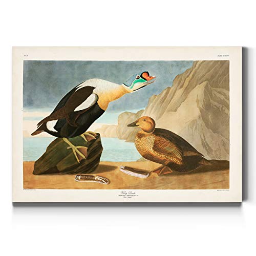 Audubon - King Duck