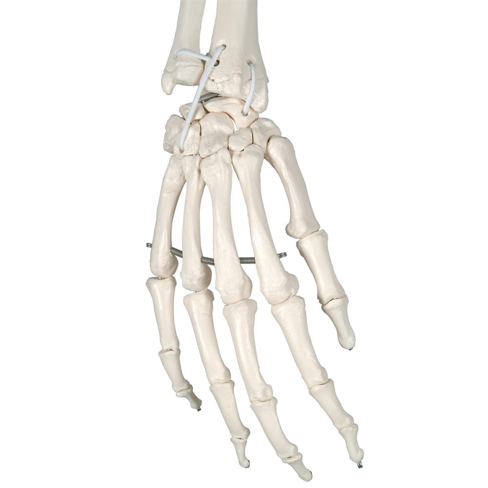 Posable Functional Skeleton Model - Frank Anatomical Figure for Medical Education & Halloween Decor | Perfect for Classroom, Doctor Office & Haunted House Displays