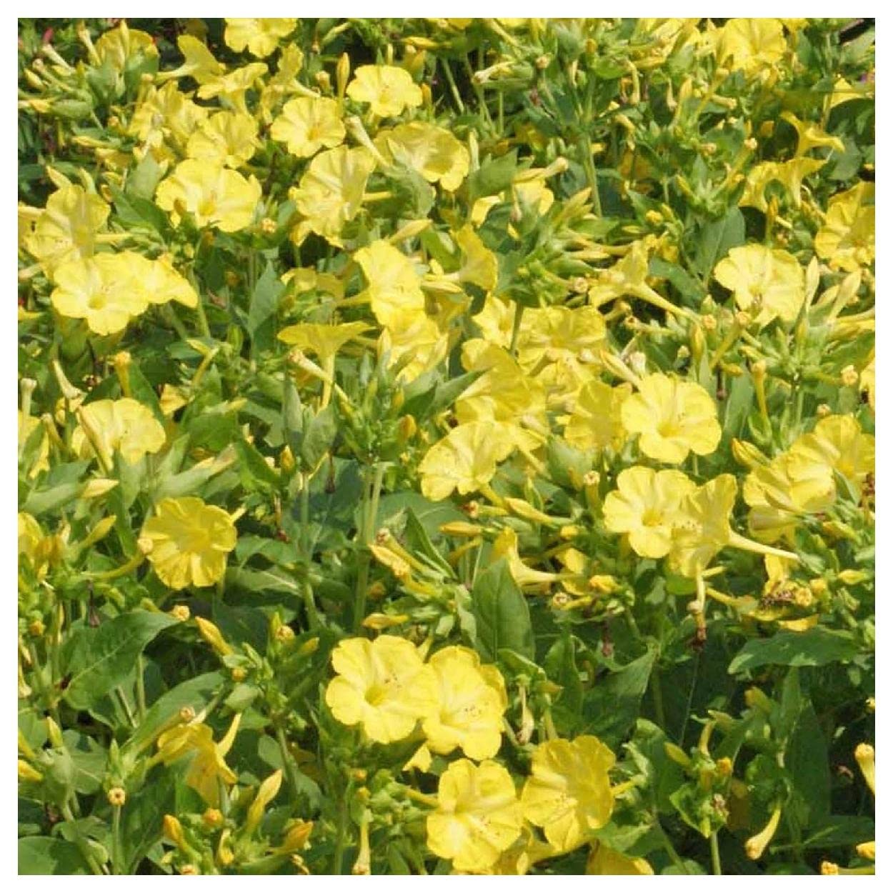 Everwilde Farms - 50 Yellow Four O'Clock Wildflower Seeds - Gold Vault Jumbo Seed Packet for Garden Landscaping & Outdoor Decor