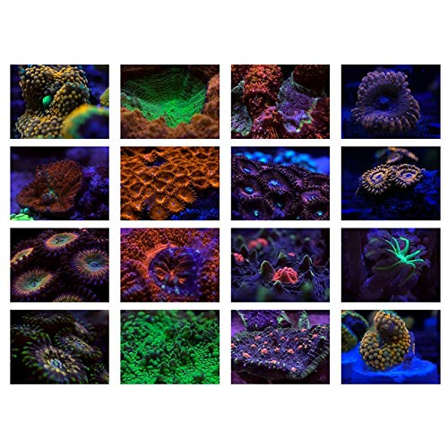 DOCOOP 6-in-1 Aquarium Lens for Fish Tank Photography - Macro & Yellow Filter for Coral Reef Shooting