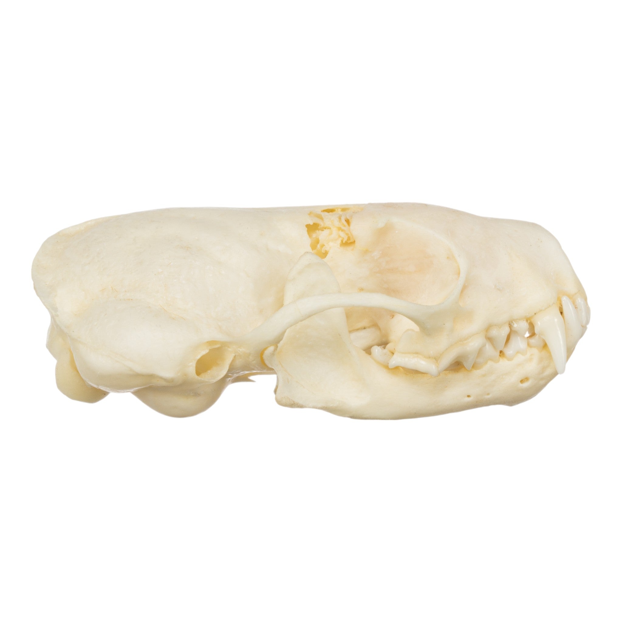 Authentic Western Spotted Skunk Skull - Taxidermy Specimen for Science Education, Oddity Collectors & Gothic Home Decor