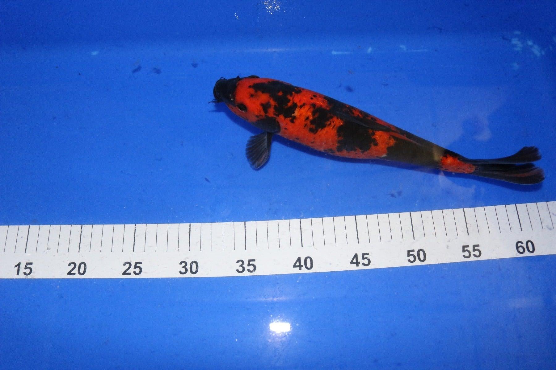 Hi Utsuri Koi Fish 10-12 Inch - Premium Japanese Koi for Ponds & Water Gardens | Perfect for Outdoor Decor & Aquarium Enthusiasts