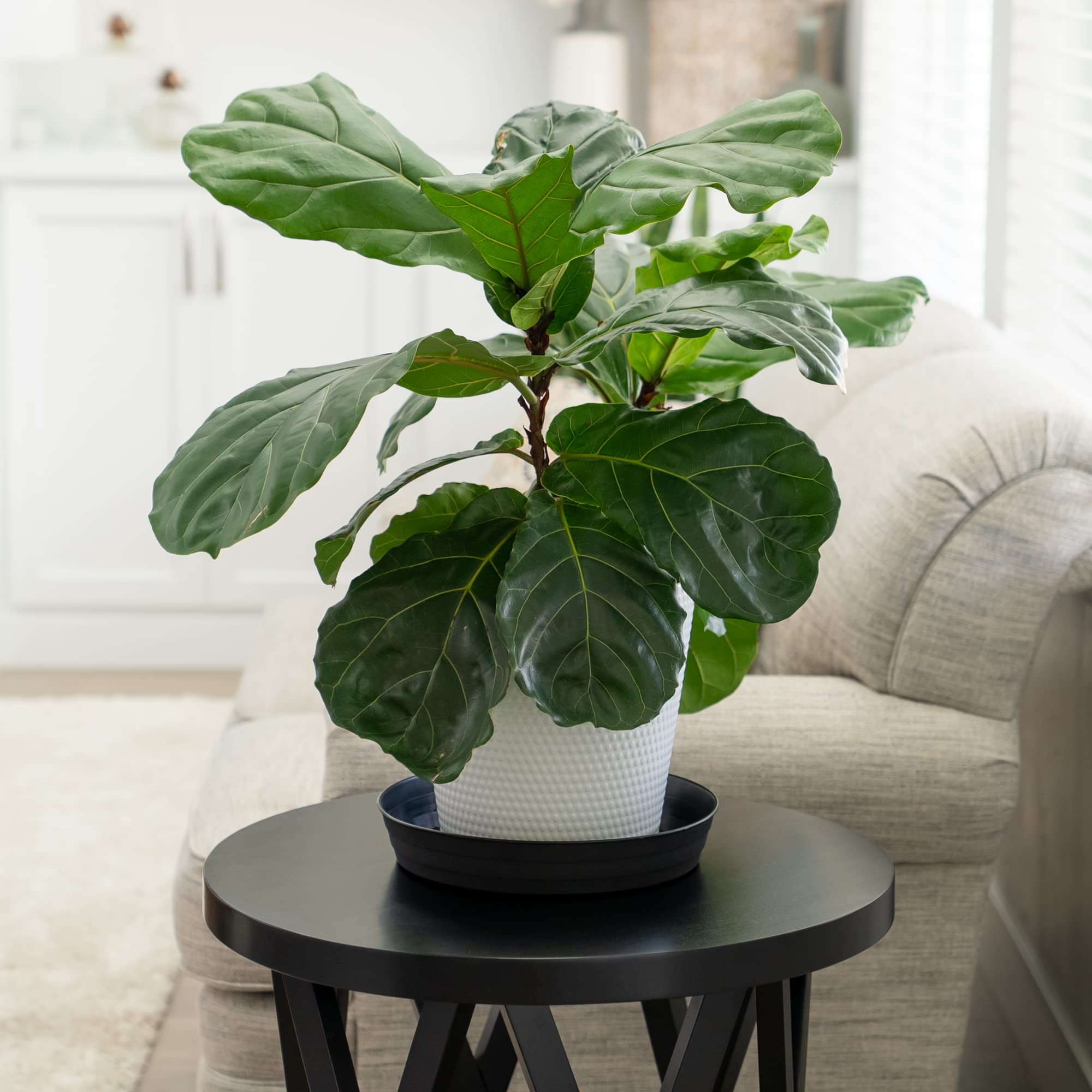 Garden Hour 12 Inch Plant Saucers (Pack of 2) - Medium Plastic Drip Trays for Potted Plants - Extra Deep No Hole Plant Trays for Indoor Use - Includes Felt Mats for Floor & Furniture Protection - Perfect for Home, Office & Balcony Plant Care (12W x 1.7D Inches)