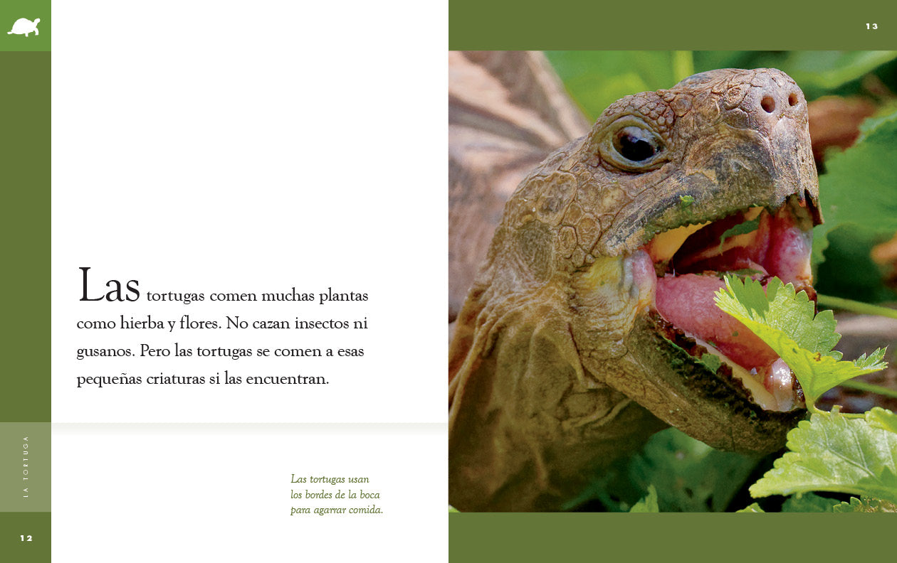La Tortuga 9781640266834 - Learn About Turtles with This Educational Book | Perfect for Kids, Nature Lovers & Classroom Use