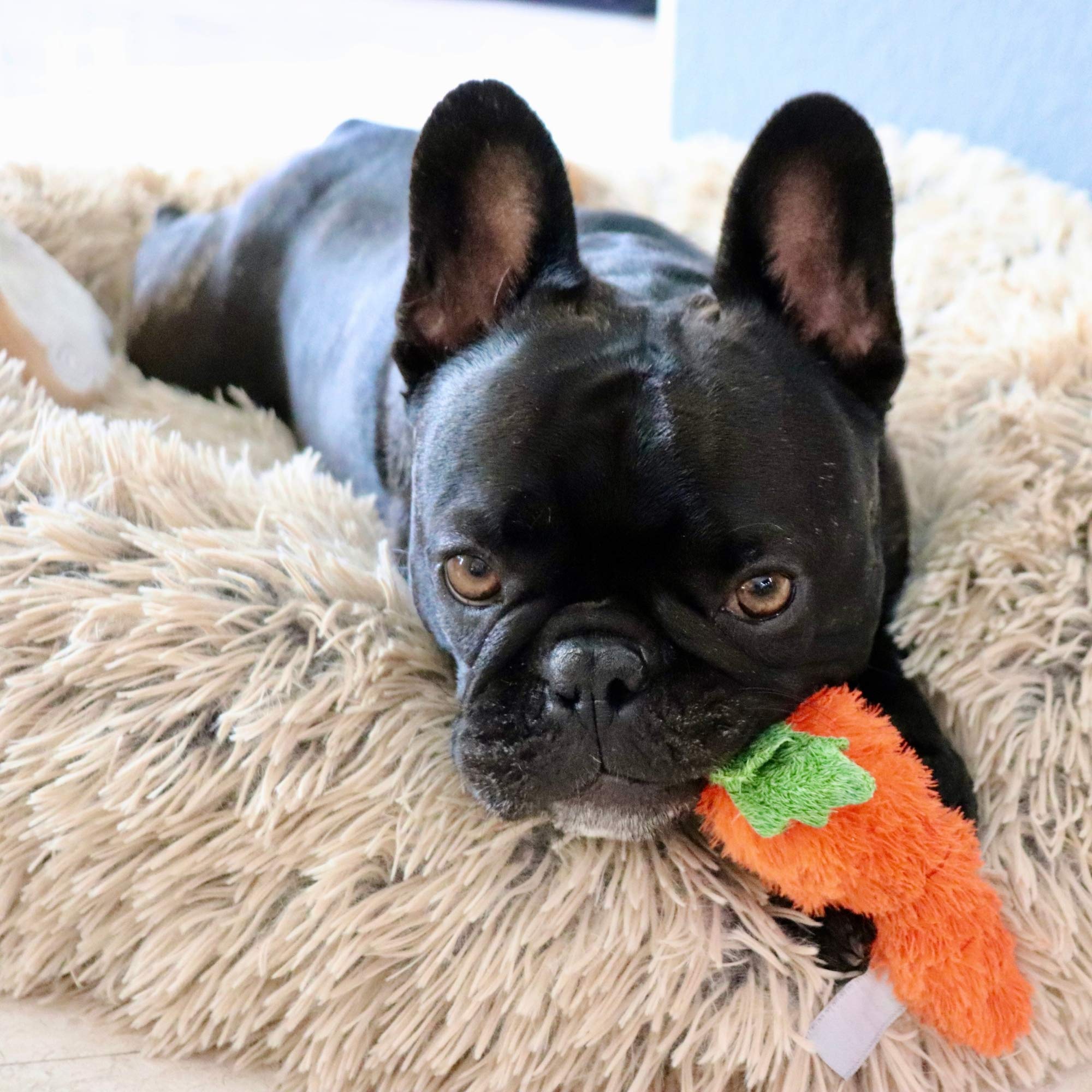 Midlee Plush Carrot Easter Dog Toy - Soft Chew Toy for Small & Medium Dogs - Pack of 2 - Perfect for Easter Gifts, Training Rewards & Playtime Fun
