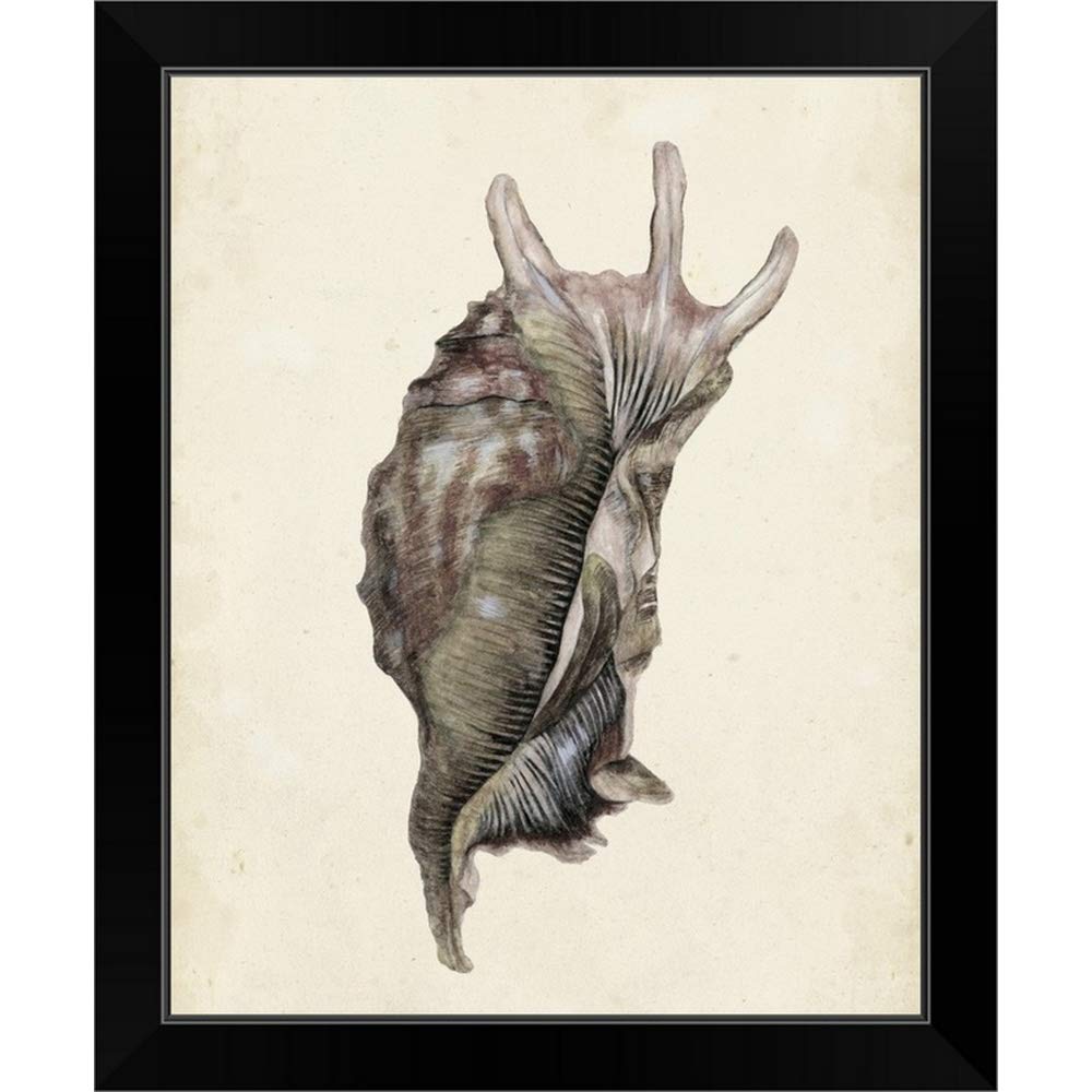 Watercolor Seashell IV Black Framed Art Print - Coastal Beach Decor for Living Room, Bathroom & Office Wall Art