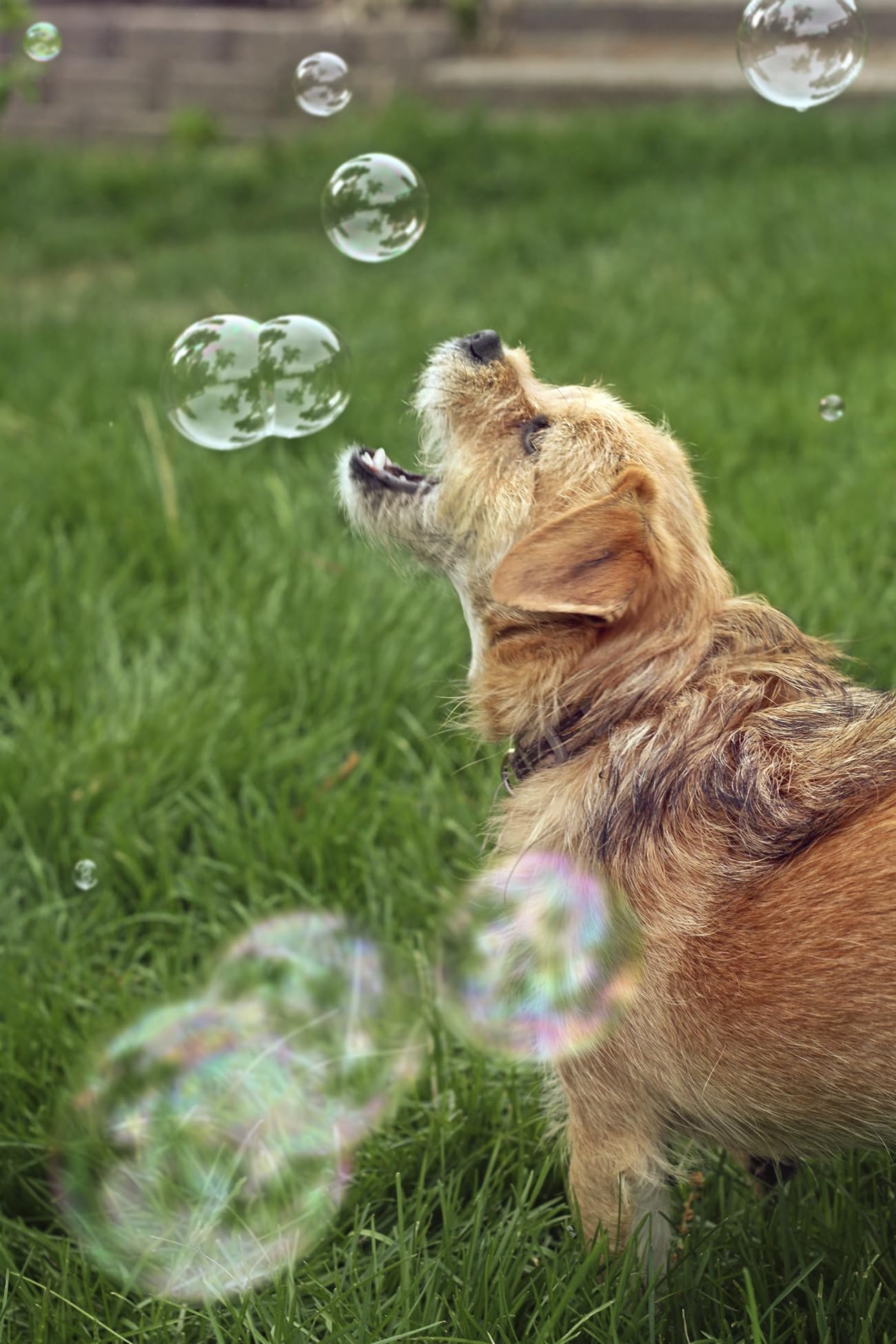 5 Pack Peanut Butter Scented Bubble Solution for Dogs & Kids - Non-Toxic, Tear-Free, Safe Pet & Child Play | Outdoor Fun, Bath Time, Training Reward, Birthday Parties