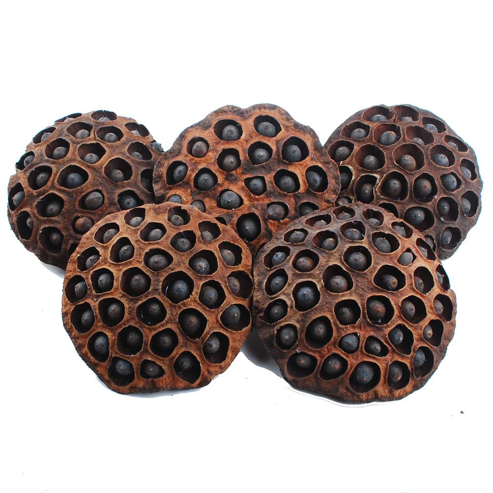 NWFashion 5PCS Decorative Vase Filter Dry Artificial Lotus Pods with Seeds (11-13CM) - Perfect for Home Decor, Wedding Centerpieces, and Indoor/Outdoor Floral Arrangements
