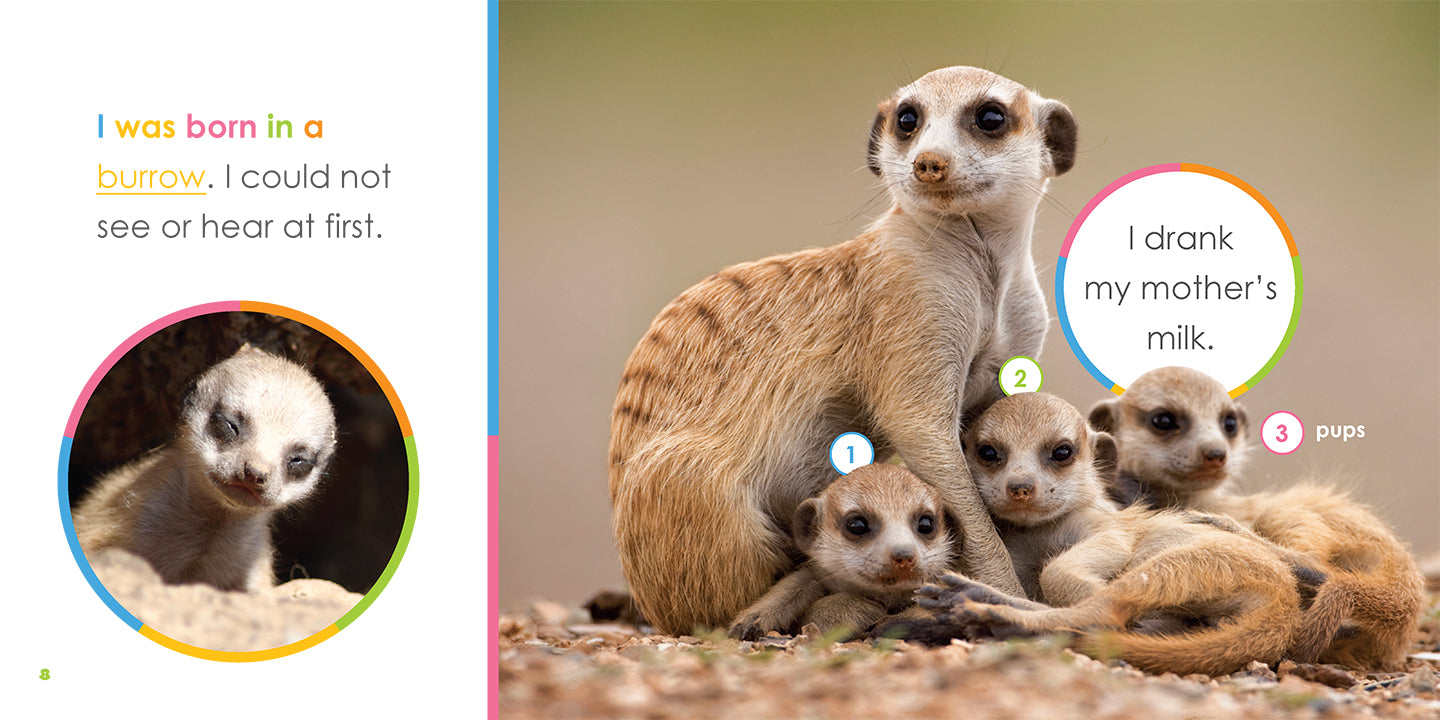 Baby Meerkats Book - ISBN 9781640263505 - Fun Animal Story for Kids, Perfect for Bedtime Reading & Early Learning