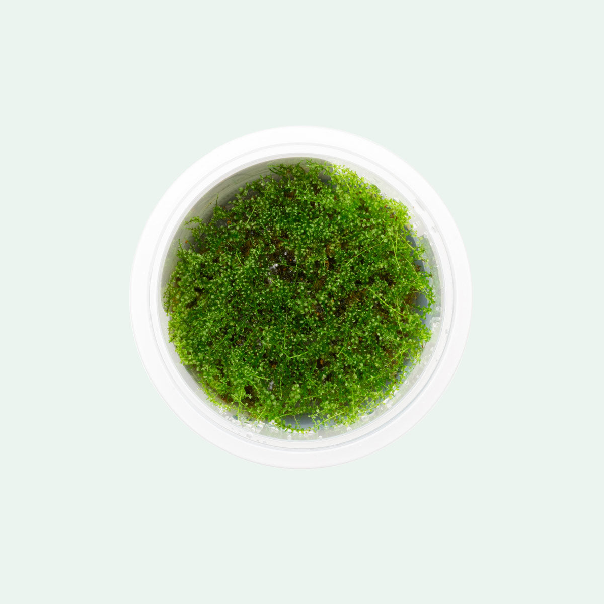 Premium Pearl Moss for Terrariums & Fairy Gardens - Natural Decorative Moss for DIY Plant Displays, Miniature Landscapes & Home Decor