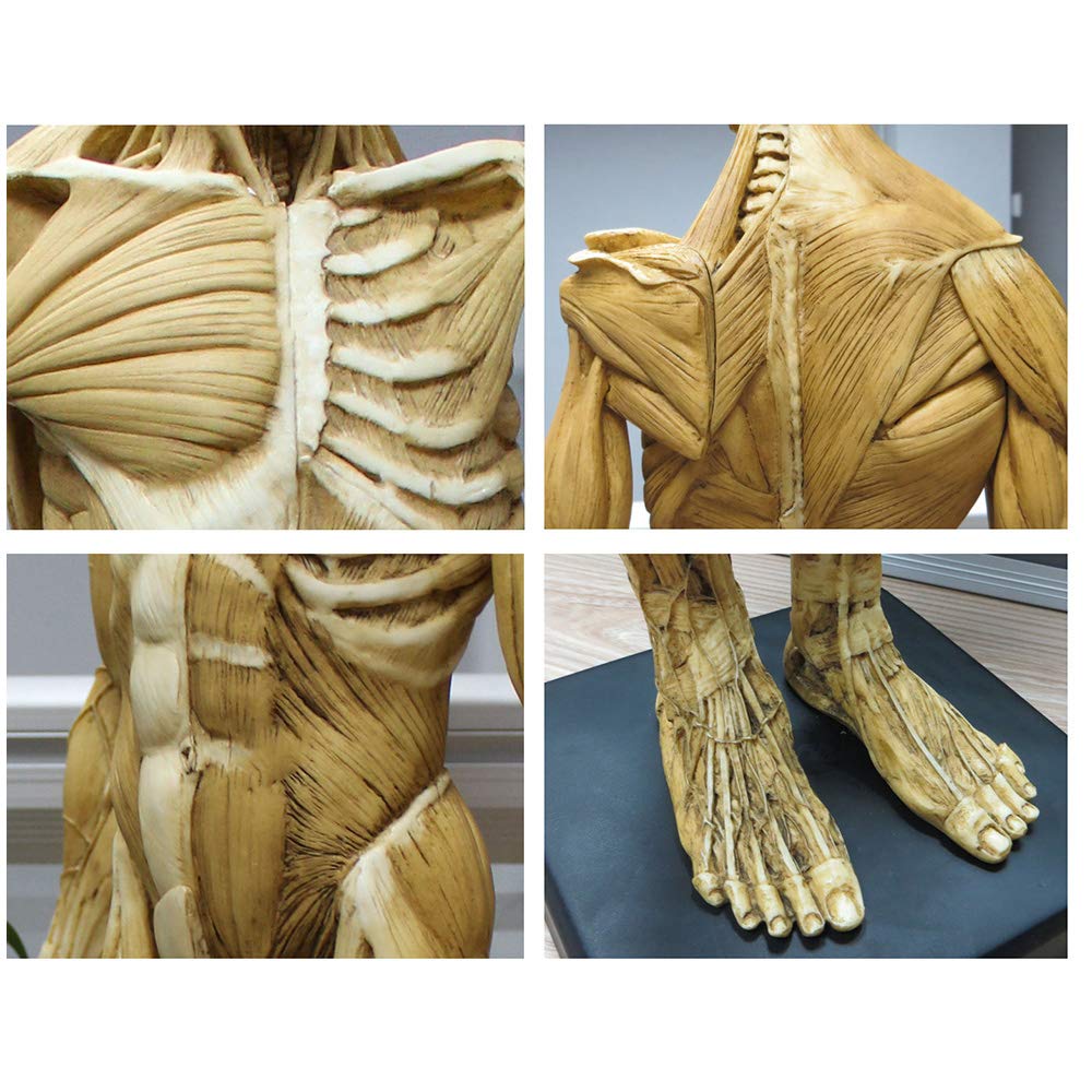 23 Inch (60cm) Male Anatomy Figure - Human Body Muscle & Skeleton Anatomical Model for Medical Students, Doctors & Teachers | Perfect for Classroom Demonstrations, Medical Training & Science Education
