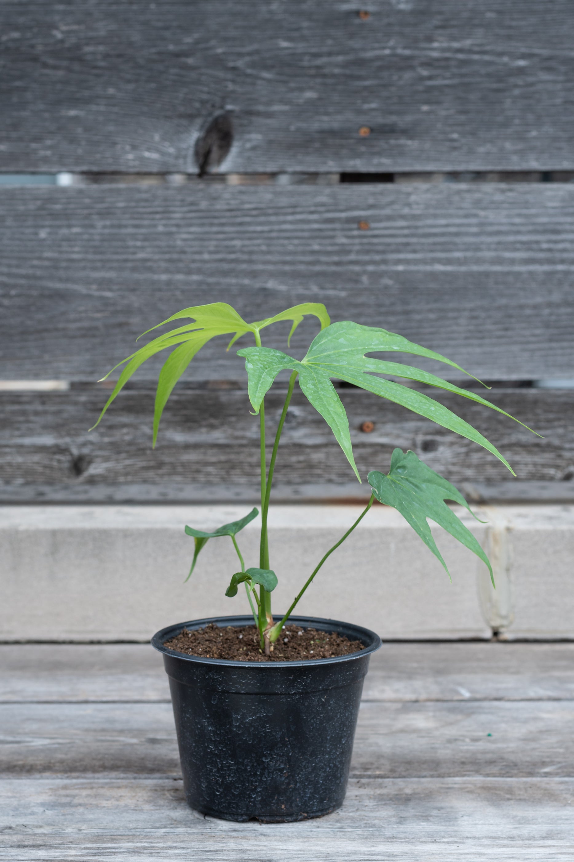 Anthurium Pedatoradiatum - 6 Inch Rare Fiddle Leaf Anthurium Plant for Home Decor, Office & Indoor Gardening | Perfect Gift for Plant Lovers