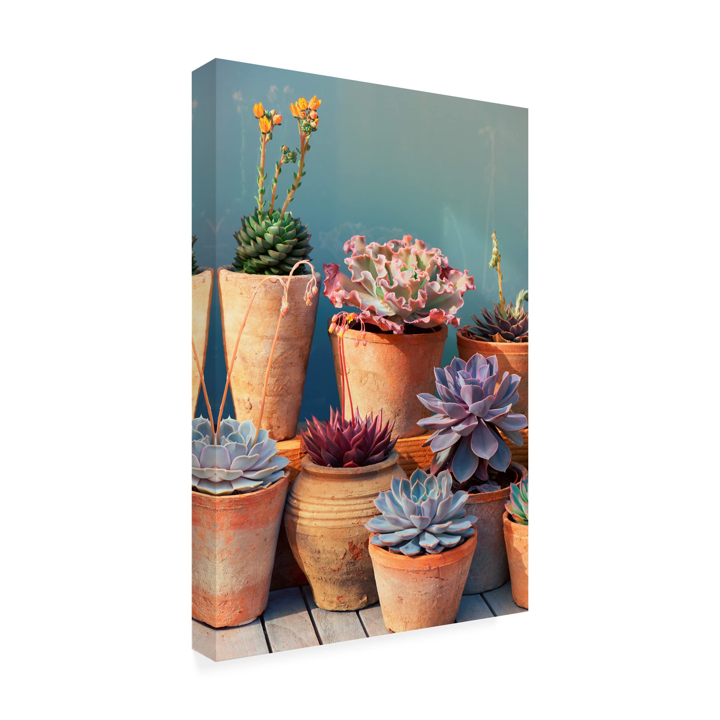 Trademark Fine Art 'Succulent on Table II' Canvas Wall Art Print by Cora Niele - Modern Home Decor for Living Room, Bedroom & Office