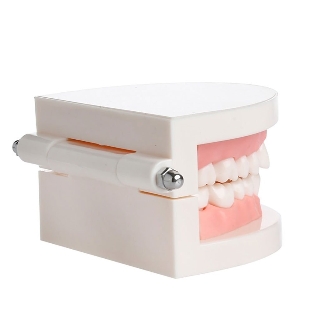 Adult Dental Teeth Teaching Model - Standard Dentures with Gums for Brushing Demonstration | Perfect for Kindergarten, Dental Schools & Oral Hygiene Education