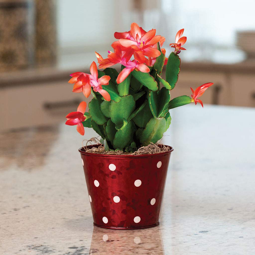 Christmas Cactus Plants (Schlumbergera Bridgesii) - 5 Live Indoor Tropical Succulents in 4 Inch Pots - Perfect for Home Decor, Office Plants & Holiday Gifts
