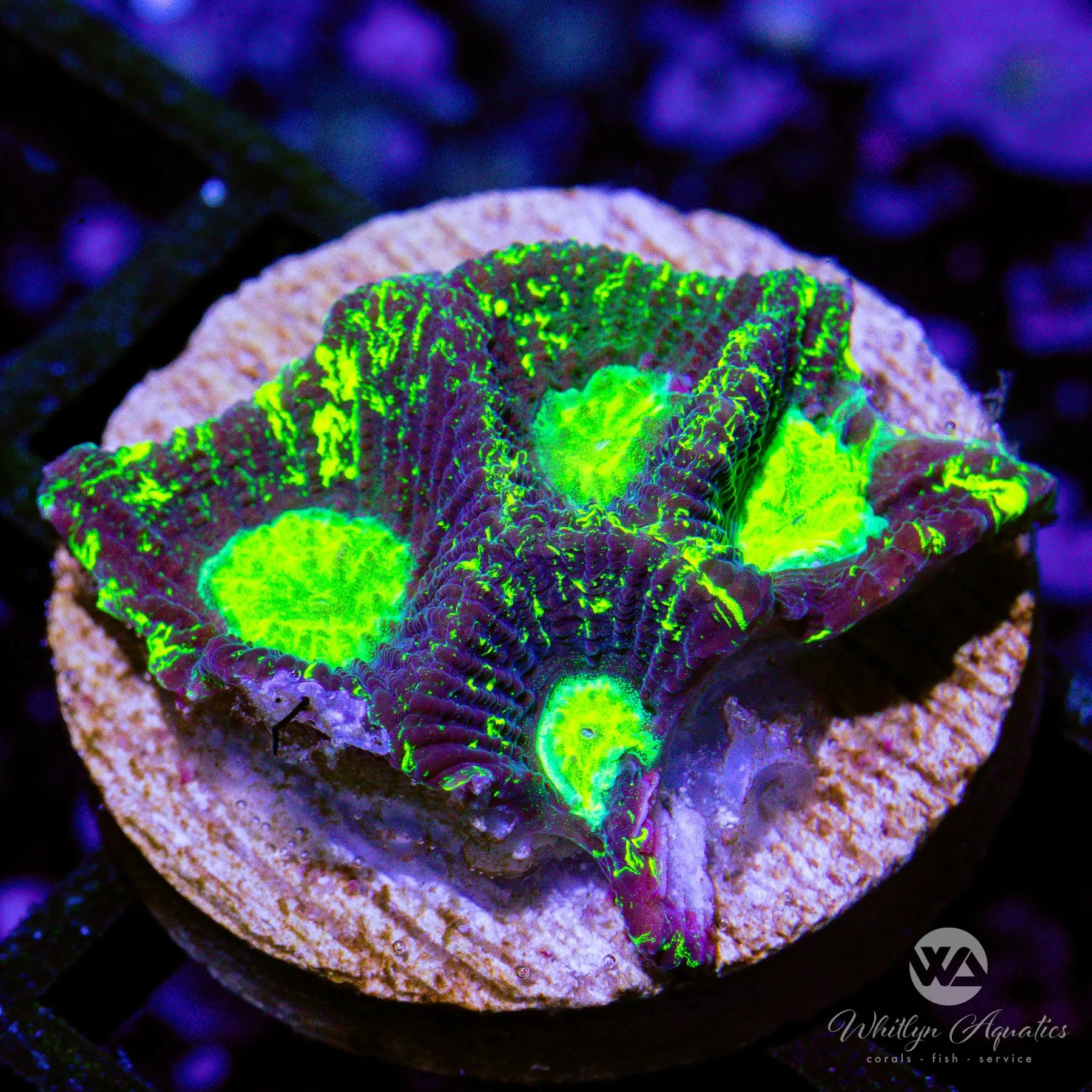 C29 WA Toxic Ooze Favia Coral - Premium WYSIWYG Live Coral for Saltwater Aquariums | Perfect for Reef Tanks & Marine Displays